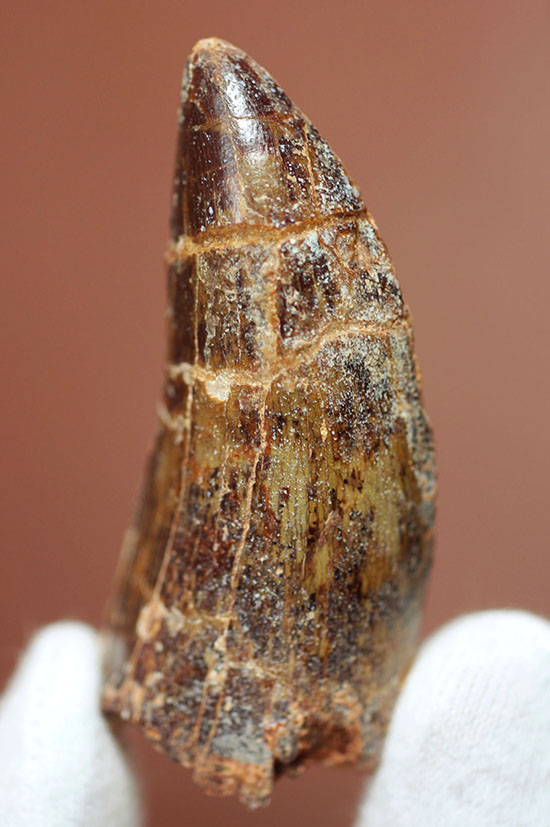 分厚い!北アフリカの荒くれ者、カルカロドントサウルスのズッシリした歯化石(Carcharodontosaurus)(その8)