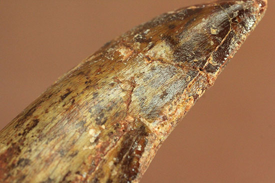 分厚い!北アフリカの荒くれ者、カルカロドントサウルスのズッシリした歯化石(Carcharodontosaurus)(その9)