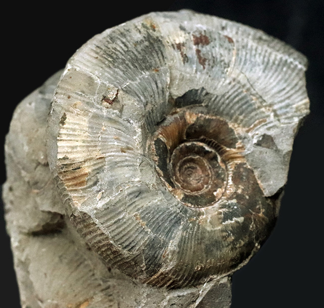 群集標本！北海道産母岩付きアンモナイト（Ammonite）（その2）