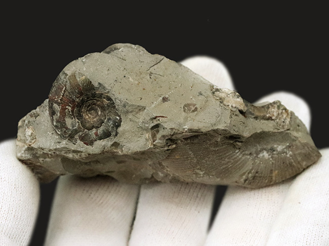 群集標本！北海道産母岩付きアンモナイト（Ammonite）（その3）