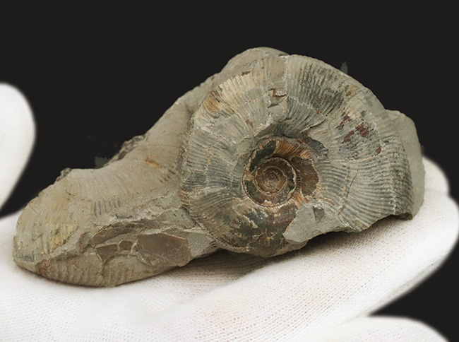 群集標本！北海道産母岩付きアンモナイト（Ammonite）（その5）