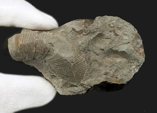 群集標本！北海道産母岩付きアンモナイト（Ammonite）（その6）