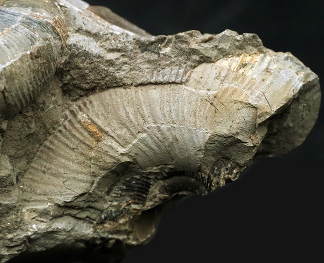 群集標本！北海道産母岩付きアンモナイト（Ammonite）（その7）