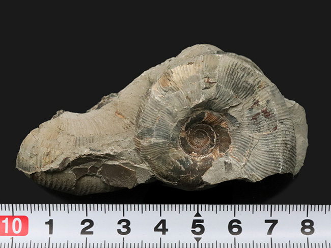 群集標本！北海道産母岩付きアンモナイト（Ammonite）（その8）