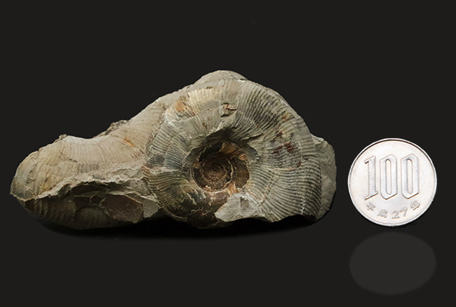 群集標本！北海道産母岩付きアンモナイト（Ammonite）（その9）