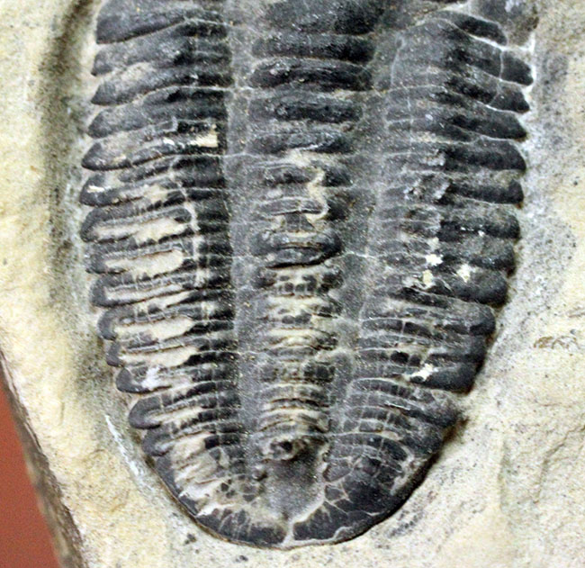 ほぼ同じ地域から採集されるエルラシア属に比べると極めて希少な三葉虫モドキア・ブレヴィスピナ（Modocia brevispina）（その7）