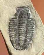 ほぼ同じ地域から採集されるエルラシア属に比べると極めて希少な三葉虫モドキア・ブレヴィスピナ（Modocia brevispina）