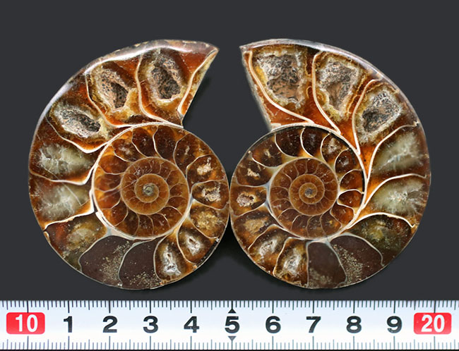 鮮やかなキャラメルブラウン!およそ1億2千万年前のアンモナイト、フィロセラス(Phylloceras)のスライスカット&ポリッシュ標本(その10)
