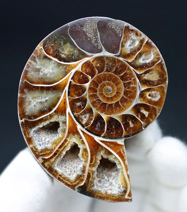 鮮やかなキャラメルブラウン およそ１億２千万年前のアンモナイト フィロセラス Phylloceras のスライスカット ポリッシュ標本 アンモナイト 販売