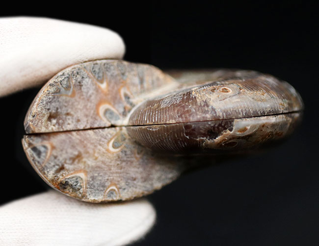 鮮やかなキャラメルブラウン!およそ1億2千万年前のアンモナイト、フィロセラス(Phylloceras)のスライスカット&ポリッシュ標本(その9)