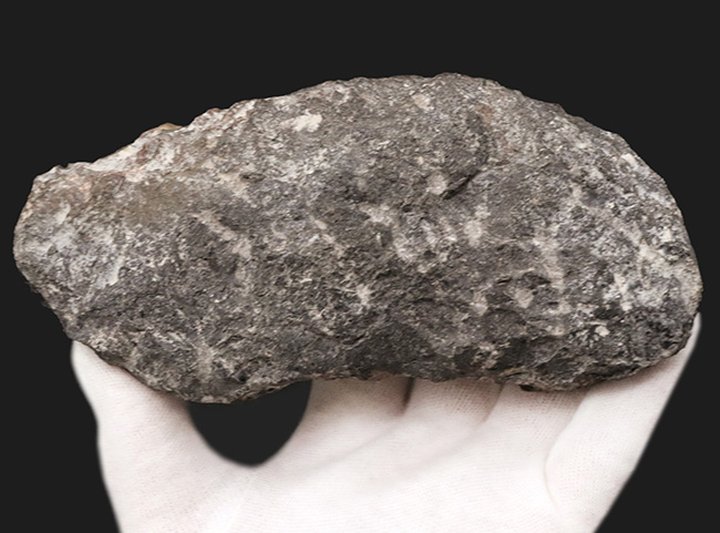 母岩付き、２つのゴニアタイト（Goniatite）が同居したメガネのようなマルチプレート化石（その5）