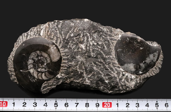 母岩付き、２つのゴニアタイト（Goniatite）が同居したメガネのようなマルチプレート化石（その7）