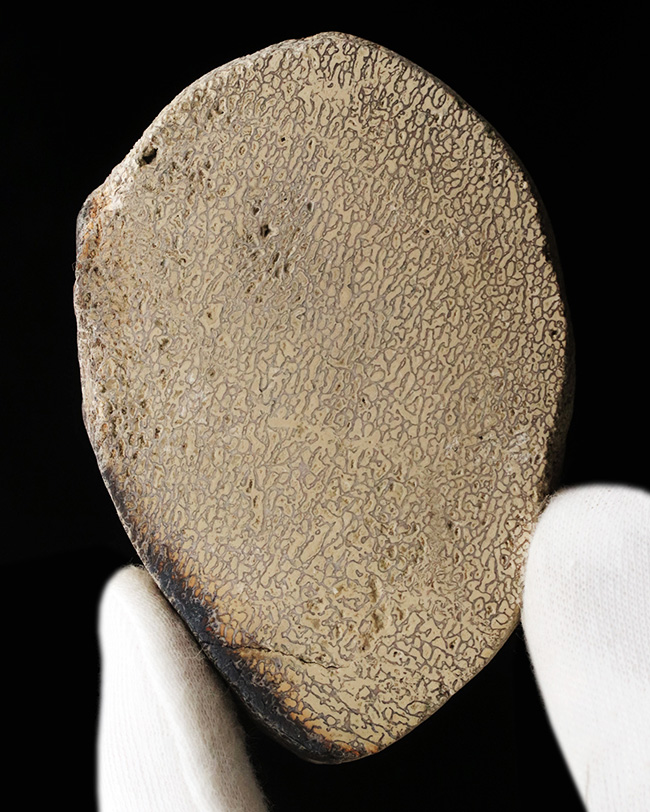 およそ200年前に恐竜という新分野の発見のきっかけになったイグアノドン(Iguanodon)の脊椎骨の化石(その1)