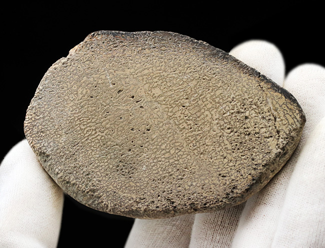 およそ200年前に恐竜という新分野の発見のきっかけになったイグアノドン(Iguanodon)の脊椎骨の化石(その4)
