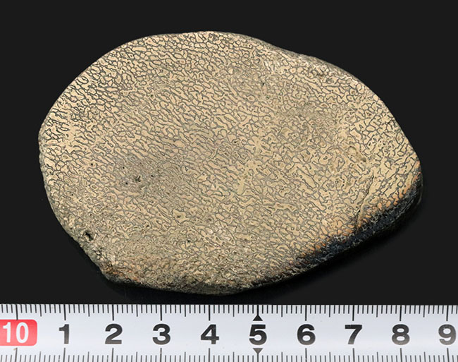 およそ200年前に恐竜という新分野の発見のきっかけになったイグアノドン(Iguanodon)の脊椎骨の化石(その7)
