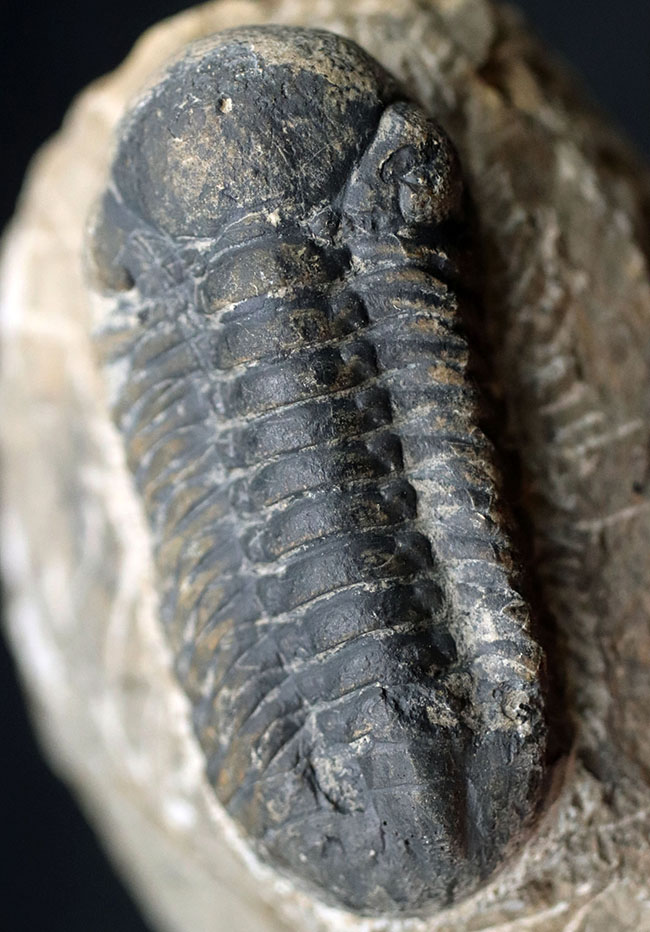 母岩とのバランス良し、古生代デボン紀を代表する三葉虫、ファコプスの