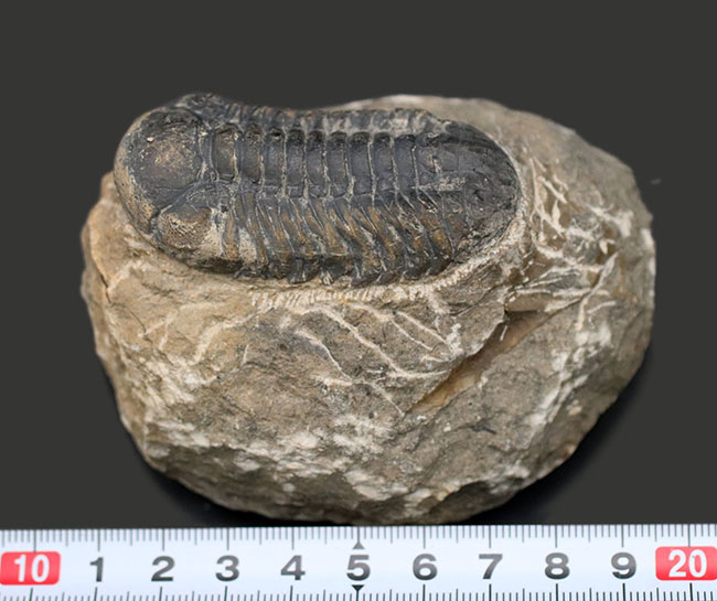 母岩とのバランス良し、古生代デボン紀を代表する三葉虫、ファコプスの化石（その11）