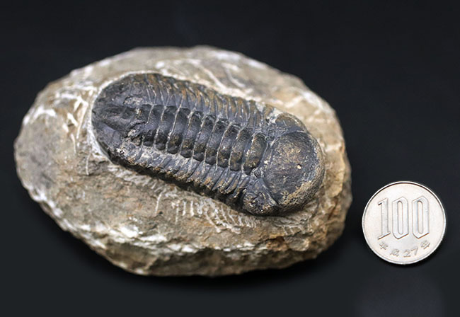 母岩とのバランス良し、古生代デボン紀を代表する三葉虫、ファコプスの化石（その12）