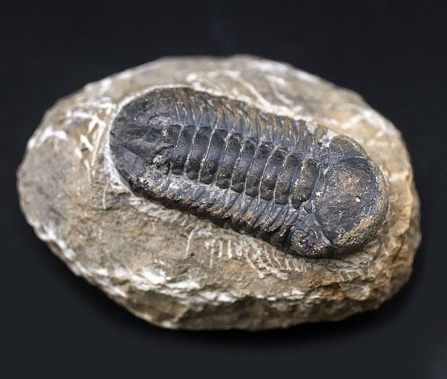 母岩とのバランス良し、古生代デボン紀を代表する三葉虫、ファコプスの化石（その3）