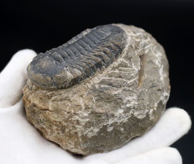 母岩とのバランス良し、古生代デボン紀を代表する三葉虫、ファコプスの化石(その4)
