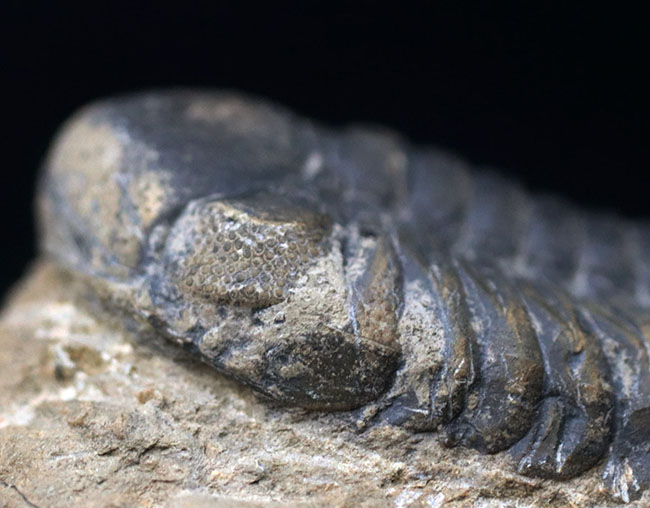 母岩とのバランス良し、古生代デボン紀を代表する三葉虫、ファコプスの化石(その5)