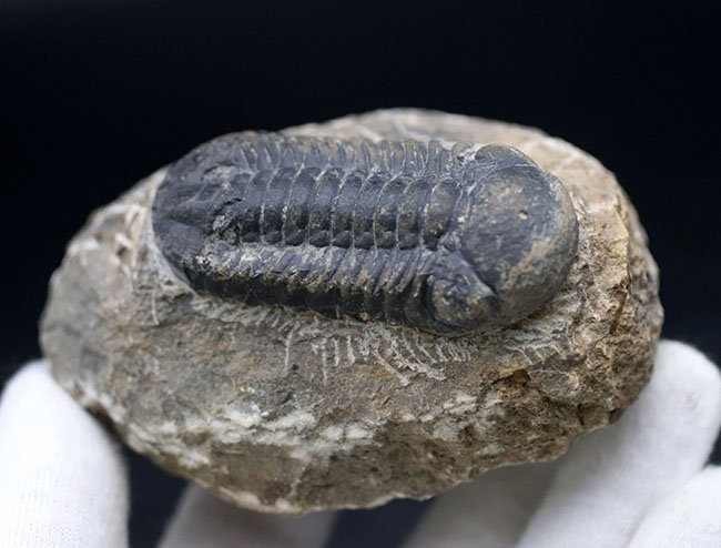 母岩とのバランス良し、古生代デボン紀を代表する三葉虫、ファコプスの