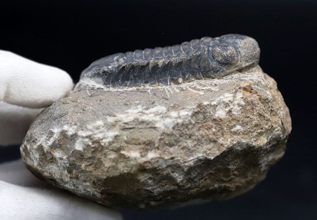 母岩とのバランス良し、古生代デボン紀を代表する三葉虫、ファコプスの化石（その7）