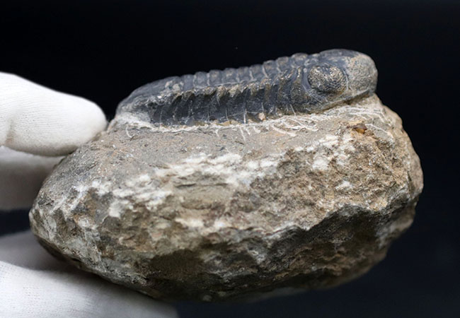 母岩とのバランス良し、古生代デボン紀を代表する三葉虫、ファコプスの化石(その7)