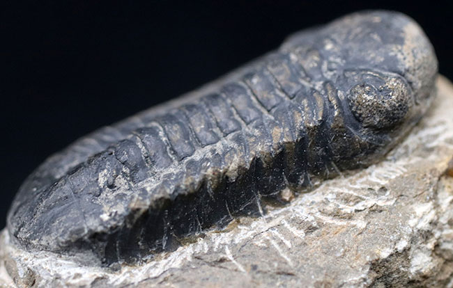 母岩とのバランス良し、古生代デボン紀を代表する三葉虫、ファコプスの化石（その8）