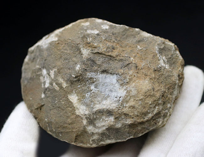母岩とのバランス良し、古生代デボン紀を代表する三葉虫、ファコプスの化石（その9）