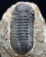 母岩とのバランス良し、古生代デボン紀を代表する三葉虫、ファコプスの化石