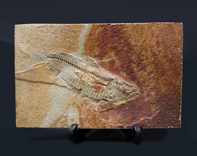 ワンランク、いやツーランク上の、極めて上質な古代魚ナイティアの化石（その1）