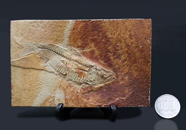 ワンランク、いやツーランク上の、極めて上質な古代魚ナイティアの化石（その10）