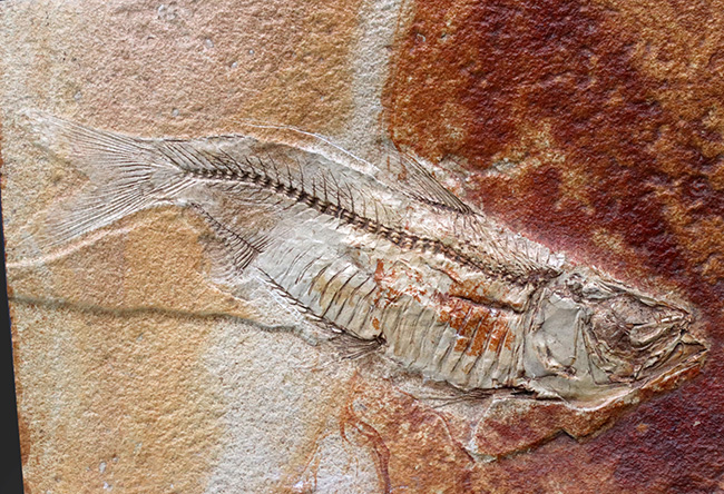 ワンランク、いやツーランク上の、極めて上質な古代魚ナイティアの化石（その2）