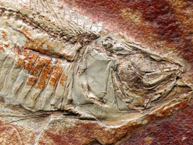 ワンランク、いやツーランク上の、極めて上質な古代魚ナイティアの化石（その3）