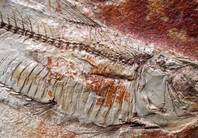 ワンランク、いやツーランク上の、極めて上質な古代魚ナイティアの化石(その4)