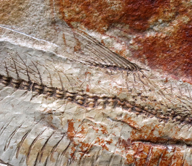 ワンランク、いやツーランク上の、極めて上質な古代魚ナイティアの化石（その5）