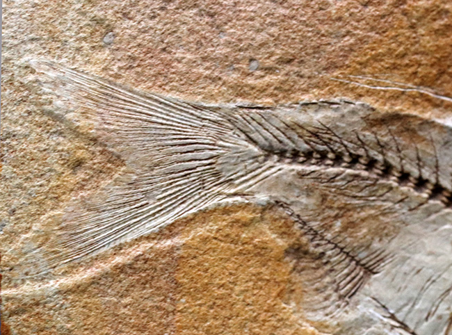 ワンランク、いやツーランク上の、極めて上質な古代魚ナイティアの化石（その6）