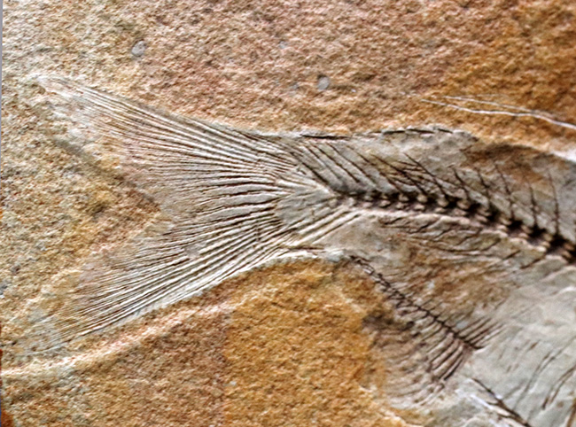 ワンランク、いやツーランク上の、極めて上質な古代魚ナイティアの化石(その6)