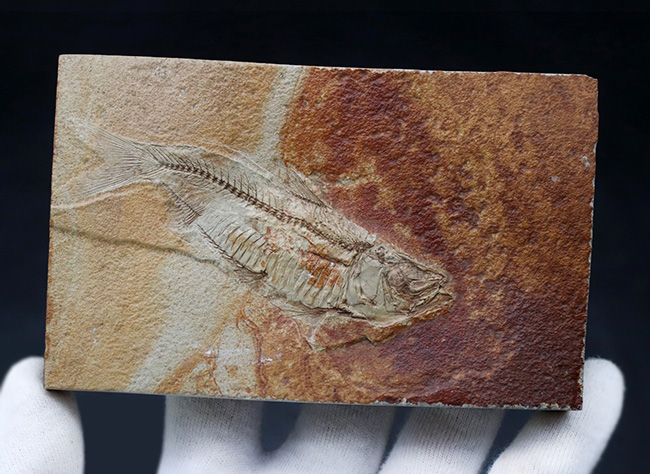ワンランク、いやツーランク上の、極めて上質な古代魚ナイティアの化石（その7）