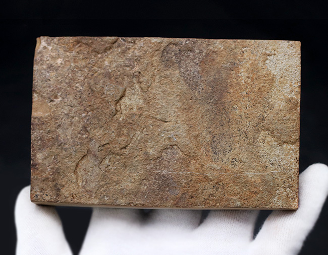 ワンランク、いやツーランク上の、極めて上質な古代魚ナイティアの化石（その8）