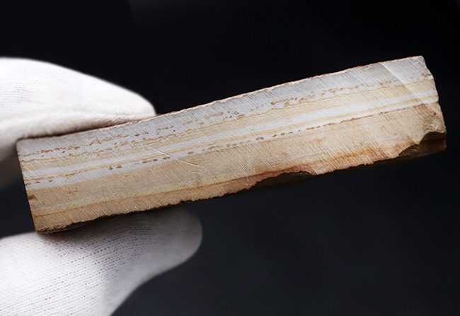 ワンランク、いやツーランク上の、極めて上質な古代魚ナイティアの化石(その9)