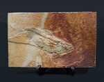 ワンランク、いやツーランク上の、極めて上質な古代魚ナイティアの化石
