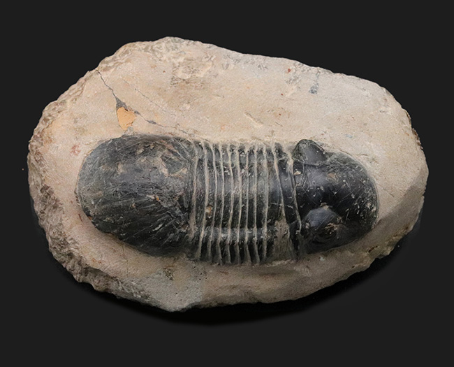 ８センチ級！扇子のような形をした尾部が特徴的なモロッコ産のデボン紀の三葉虫、パラレジュルス（Paralejurus）の大型個体（その1）
