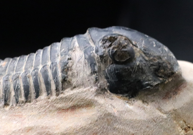 ８センチ級！扇子のような形をした尾部が特徴的なモロッコ産のデボン紀の三葉虫、パラレジュルス（Paralejurus）の大型個体（その4）