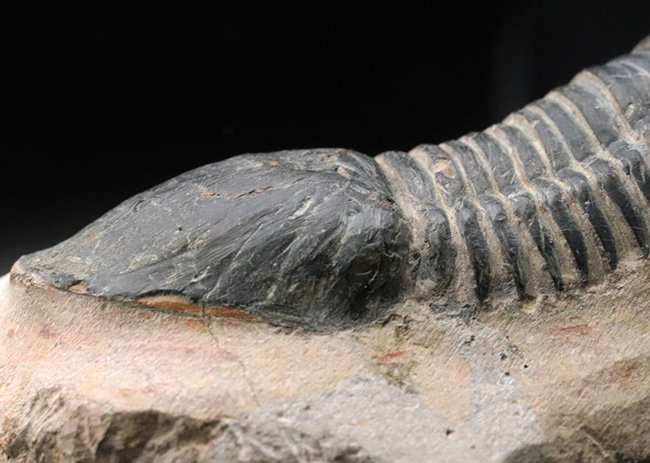 ８センチ級！扇子のような形をした尾部が特徴的なモロッコ産のデボン紀の三葉虫、パラレジュルス（Paralejurus）の大型個体（その5）