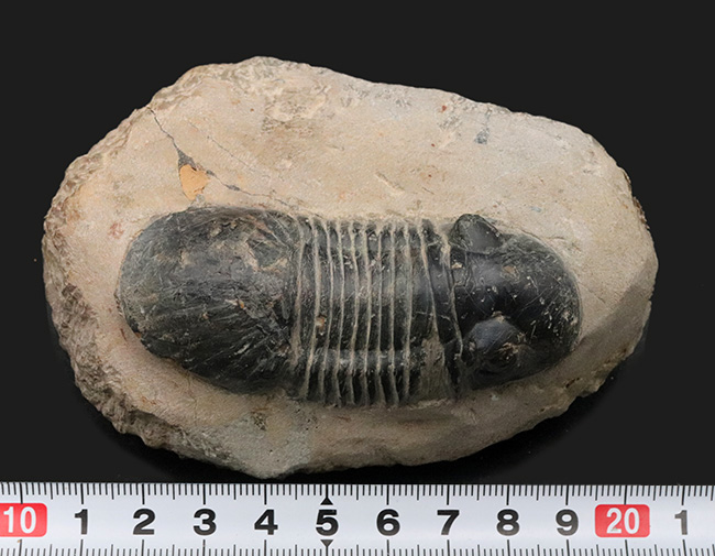 ８センチ級！扇子のような形をした尾部が特徴的なモロッコ産のデボン紀の三葉虫、パラレジュルス（Paralejurus）の大型個体（その8）