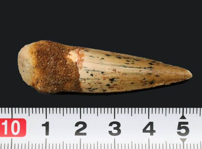 およそ１億年前に、現在の北アフリカに棲息していた巨大な肉食恐竜、スピノサウルス（Spinosaurus）の歯化石（その6）