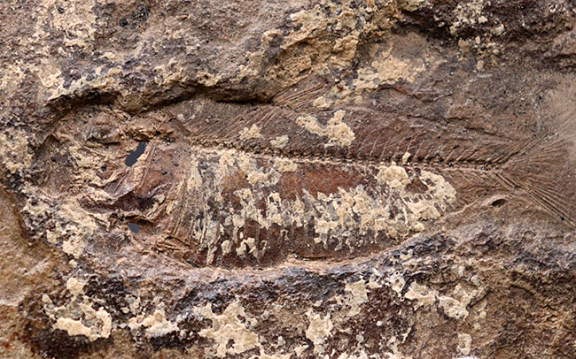 マニアック＆レア、米国ユタ州産の絶滅古代魚、ナイティア（Knithtia）の化石（その1）