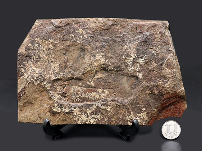 マニアック＆レア、米国ユタ州産の絶滅古代魚、ナイティア（Knithtia）の化石（その10）